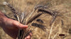 Senatore Cappelli: 10 cose imparate da Report sulla pasta di grano antico